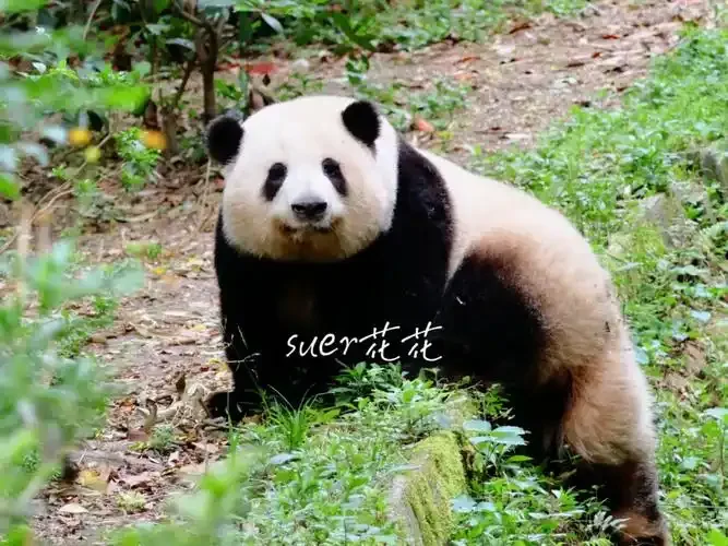 1X35 kg hoog koppel Coreless motor servo Metal gear digitale en Rvs gear servo arduino servo voor Robotic DIY, RC auto