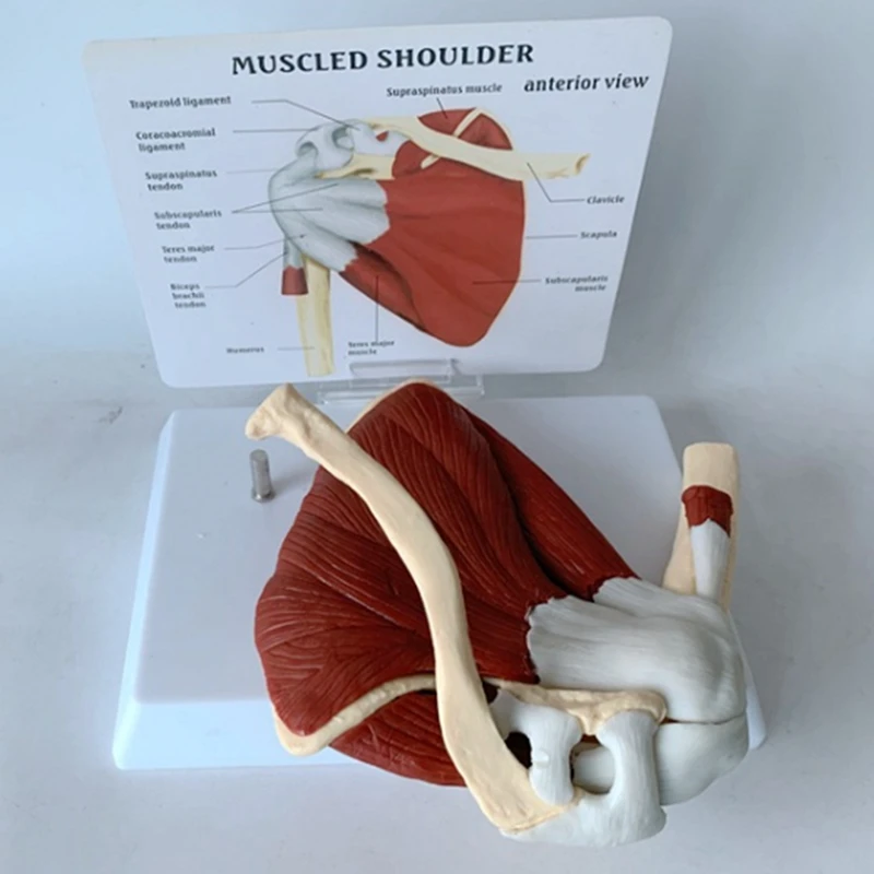 Human Shoulder Muscle Anatomy Model 5