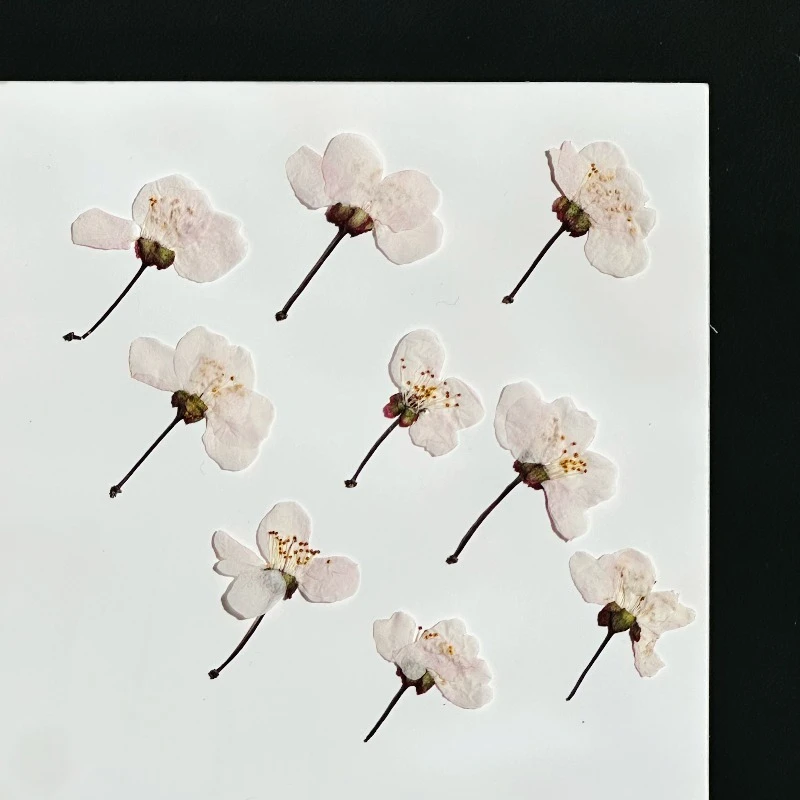 24 Stück, Natürliche Wilde Kirschblüten, Gepresste Blumen, Echte Getrocknete Blüten für DIY Epoxidharz-Handwerk, Lesezeichen, Kinder-Bastelmaterialien – Detail 4