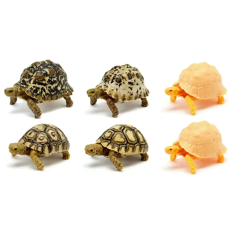 BANDAI Japan Gashapon Figure Anime Cute Tortoise Model Ornaments Kawaii Capsule Toys Figurine For Boys Girls Gift images - 6