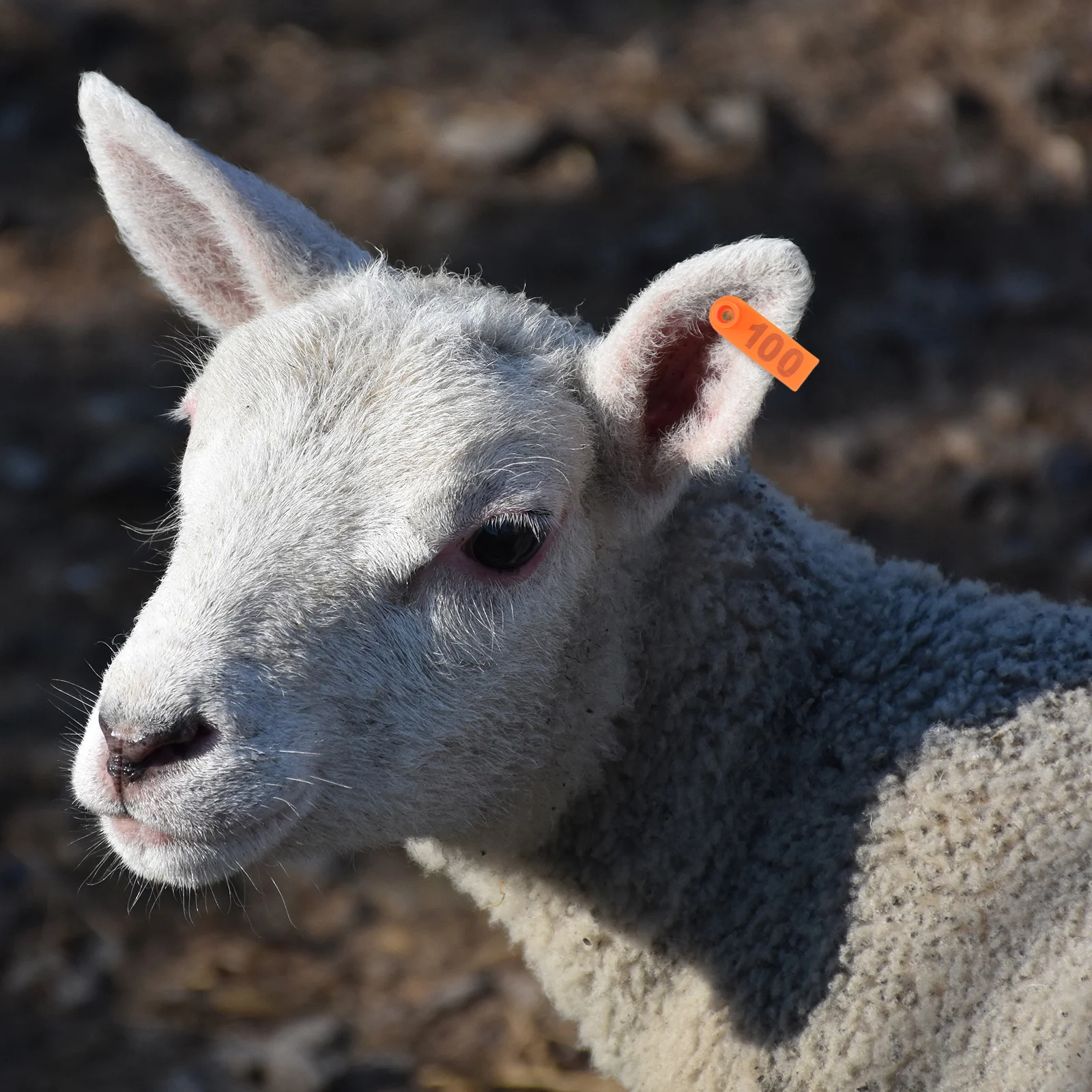 

100pcs Cattle Ear Tags Livestock Identification Tags For Sheep Cow Calf Plastic Animal Ear Markers Farm Management Tool Reusable