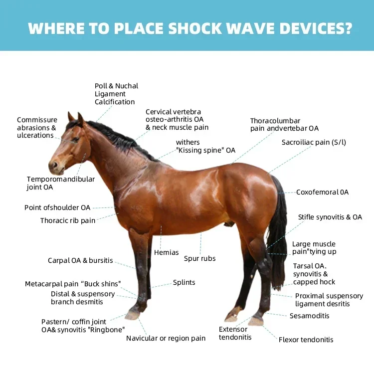 Physiotherapy Horse Therapy Pain Relief Shock Wave Physical Therapy Equipments Eswt Shockwave Therapy Machine For Veterinarian