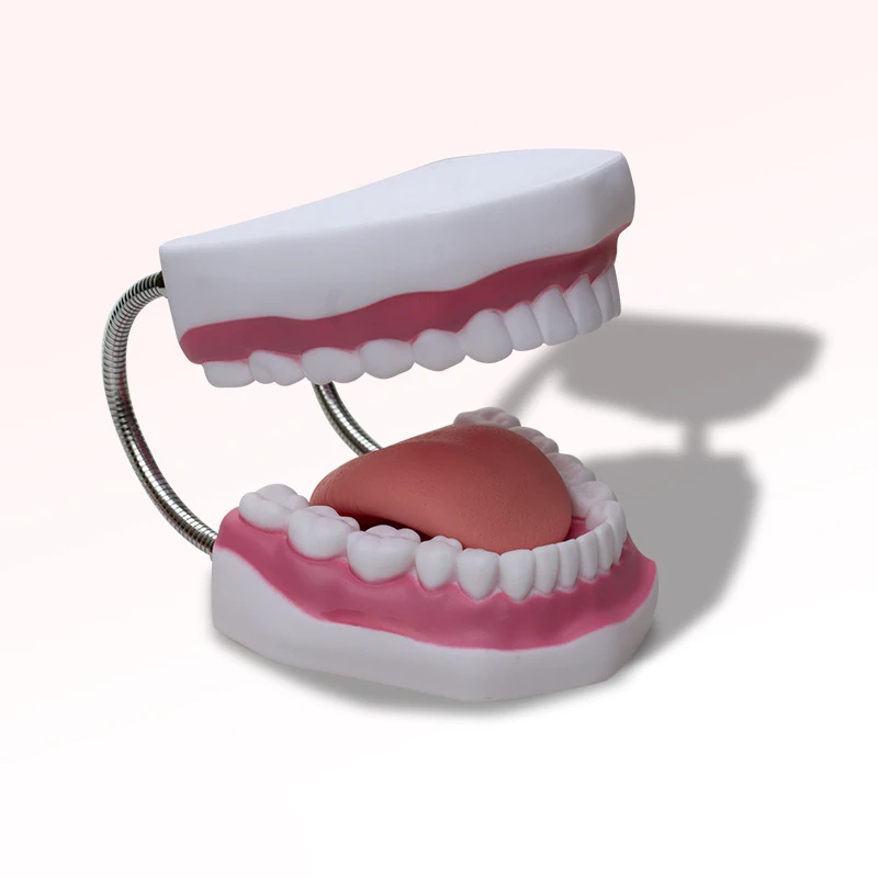 6 Times Magnification Teeth Model With Tongue, Oral Health Education Demonstration Tool for Kindergarten & Dental Student