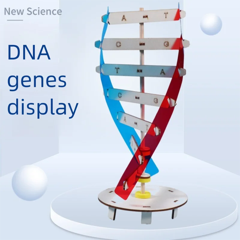 Diy Human Dna Model… - image