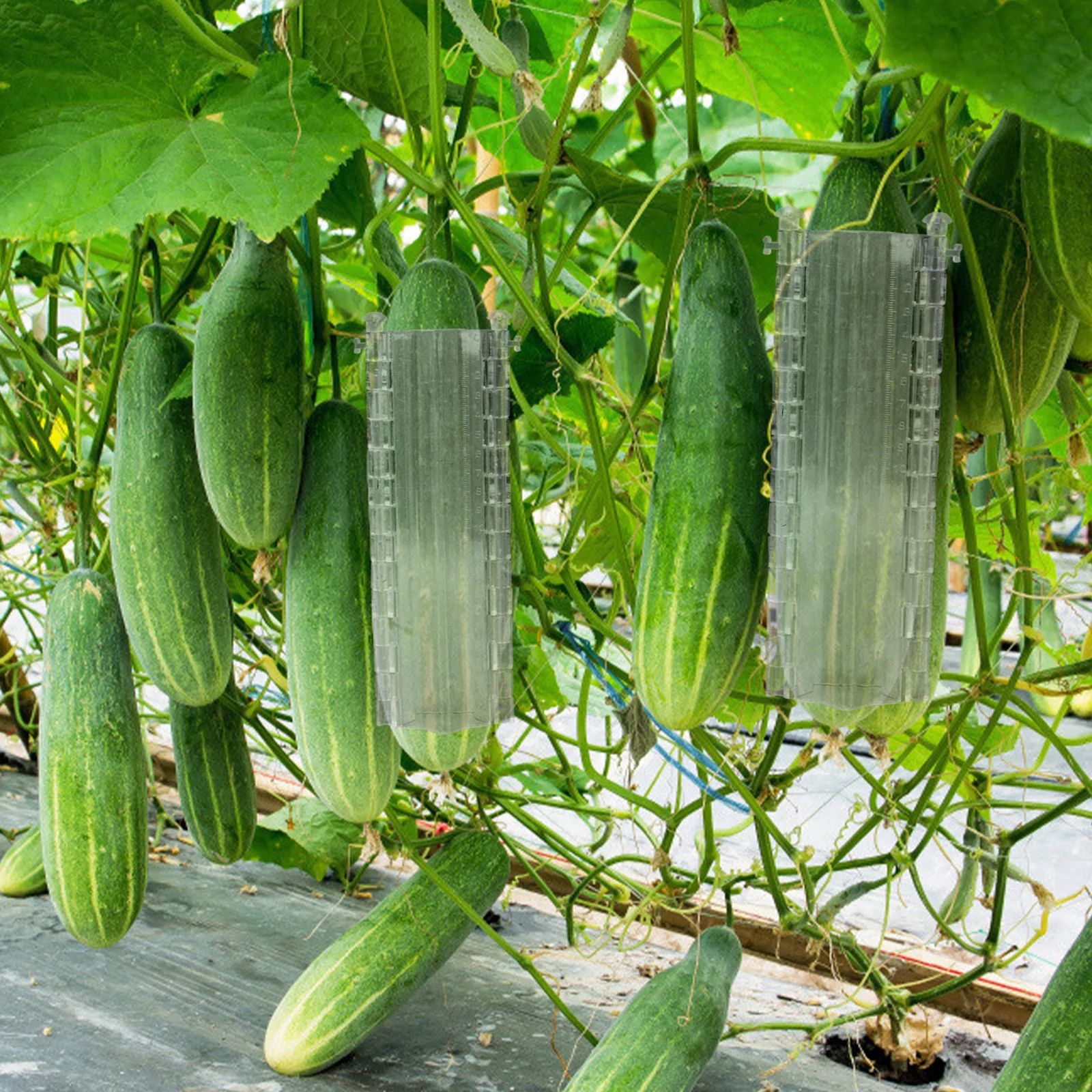 

Plastic Cucumber Vegetable Growing Transparent Star Shaped Molds for Garden Yard Veggie Planting Fruit Shaping Molds Plastic