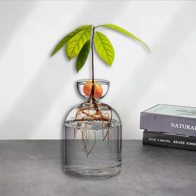 

Avocado Seed Starter Vase Transparent Glass Vase Vase For Growing Plant Glass Seed Growing Kit For Gardening Lovers