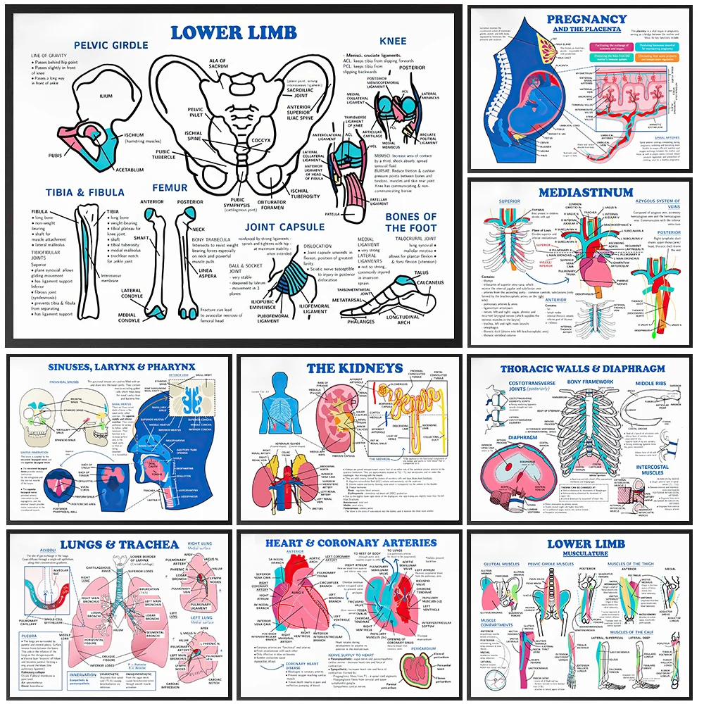 Medical Science Anatomy Educational Canvas Painting, Human Body System & Biology Wall Art, Medical Diagram Poster Print Decor