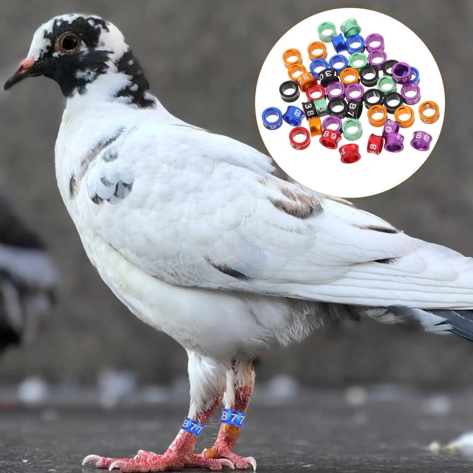 50Pcs Parrot Leg Bands Bird Foot Rings Lightweight Metal Closed Design Bright Color Identification for Cockatiels Lovebirds