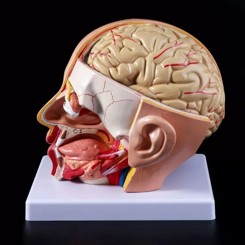 Anatomia człowieka Głowa Czaszka Mózg mózg mózgowy Model anatomiczny do materiału dydaktycznego escolar