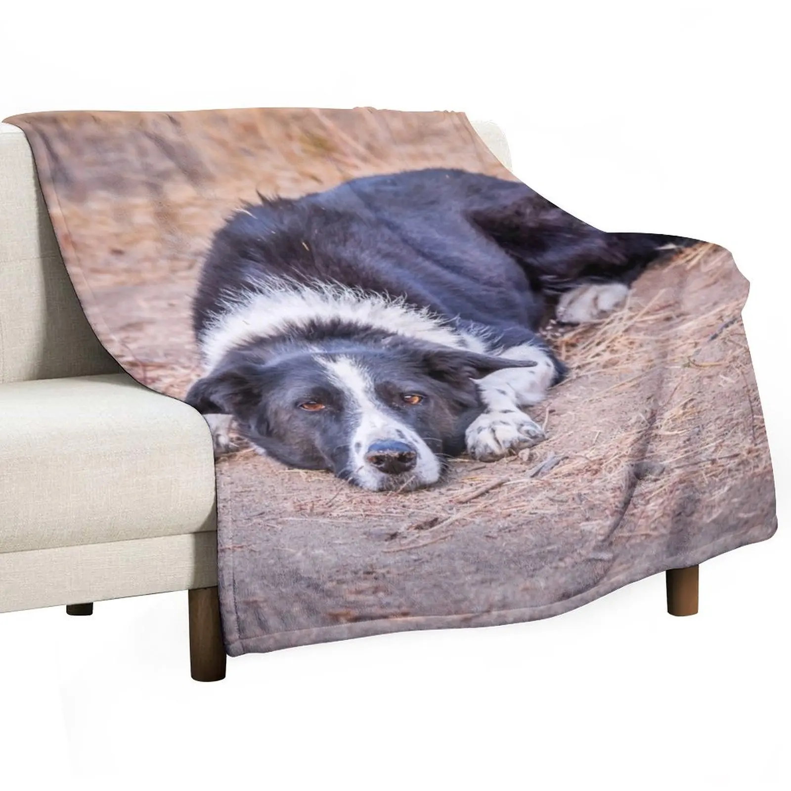 Cute Border Collie Lying on Ground Throw Blanket Hairy Bed Fashionable Loose Blankets