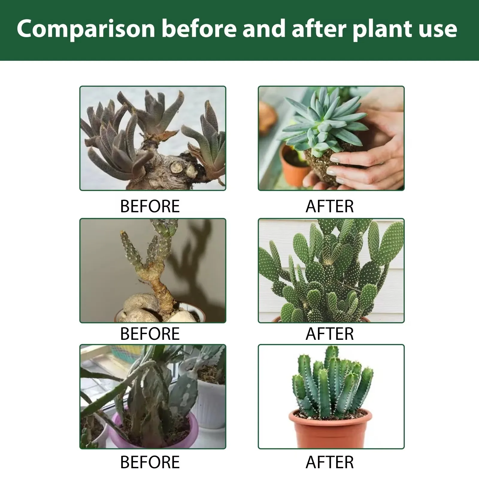 MoonSpry Succulent Nutrient Solution - Root Booster & Bud Promoter, Flower Fertilizer for Blooming Succulents