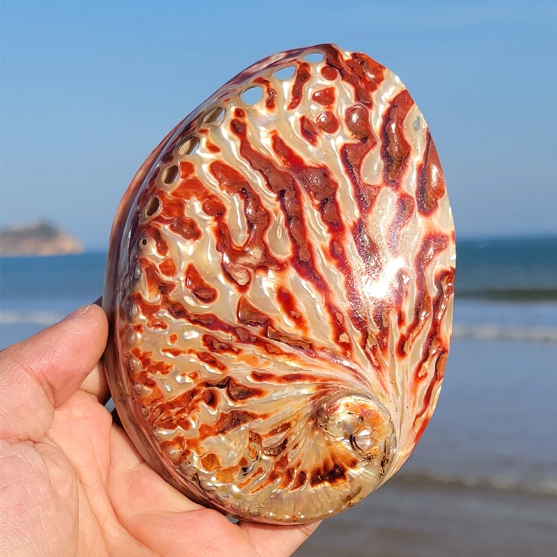 Conchas marinas de abulón con patrón rojo, accesorios para el hogar, conchas, pecera, acuario, decoración creativa, espécimen de concha de la suerte