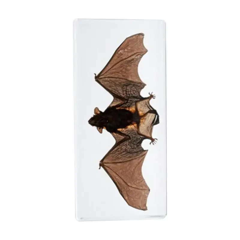 

Bat Taxidermy Realistic Resin Bat Crafts Collection Educational Displays Bat Specimen For Science Classroom Science Education