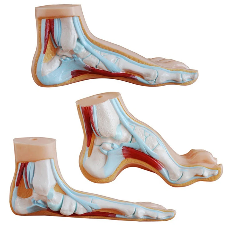 Human Foot Model Medical Teaching Anatomy Tool Human Foot Palm Muscle Model Arch Model Foot Anatomy Skeleton Flatfoot Anatomy