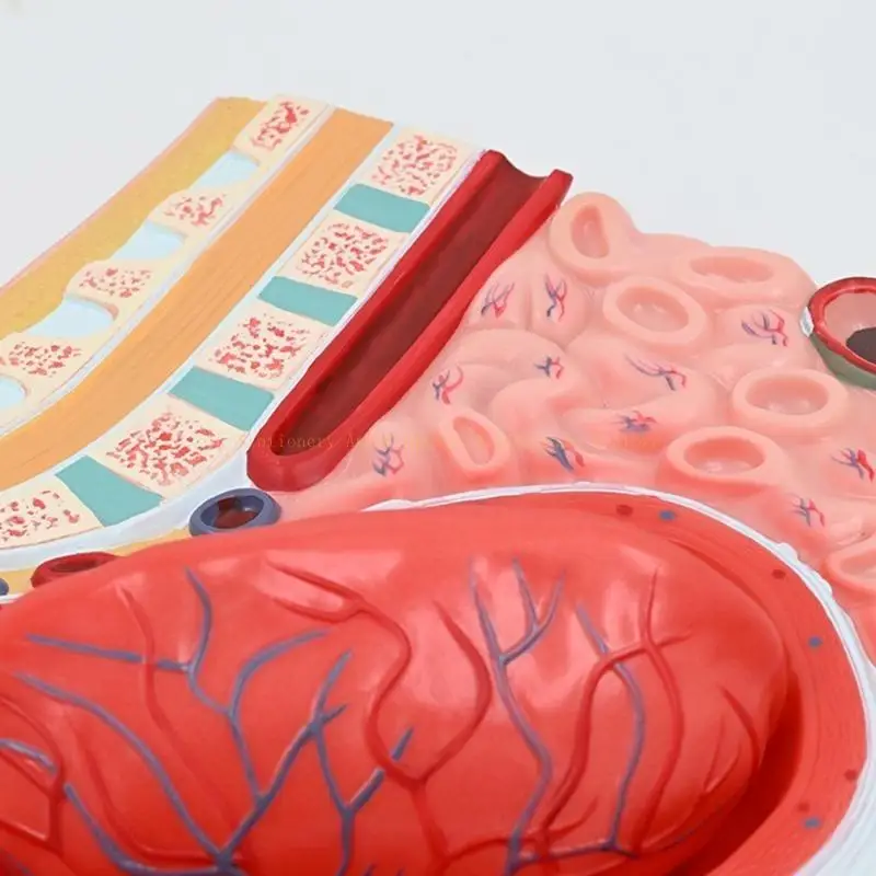 Female Reproductive System Anatomy Model for Educational Use