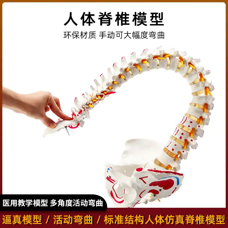 Human Skeleton Lumbar Spine Cervical Simulation Spine Anatomy Flexible Medicine Neuroskeletal Teaching Spine Model