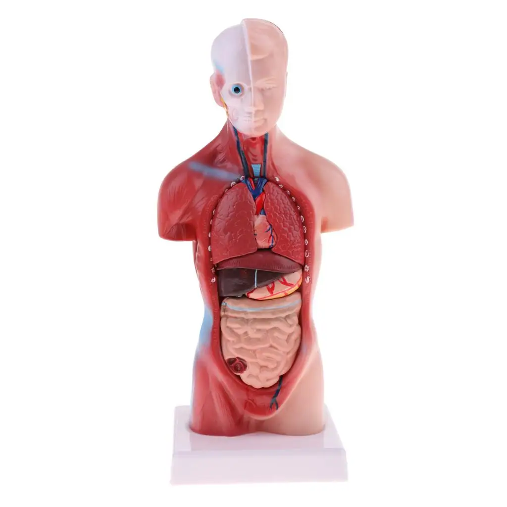 

28cm Human Torso Male Viscera Skeleton Body Model Practice Teaching Lab Supplies