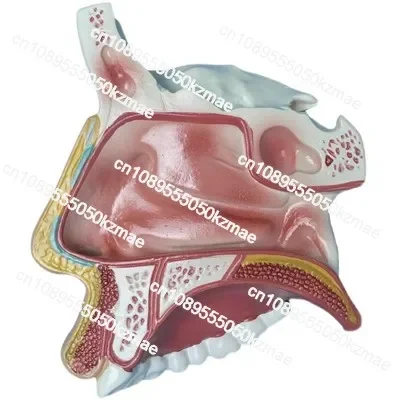 FOR Anatomical model of nasal cavity Human nose and sinus structure mold otolaryngology medical teaching three-dimensional face