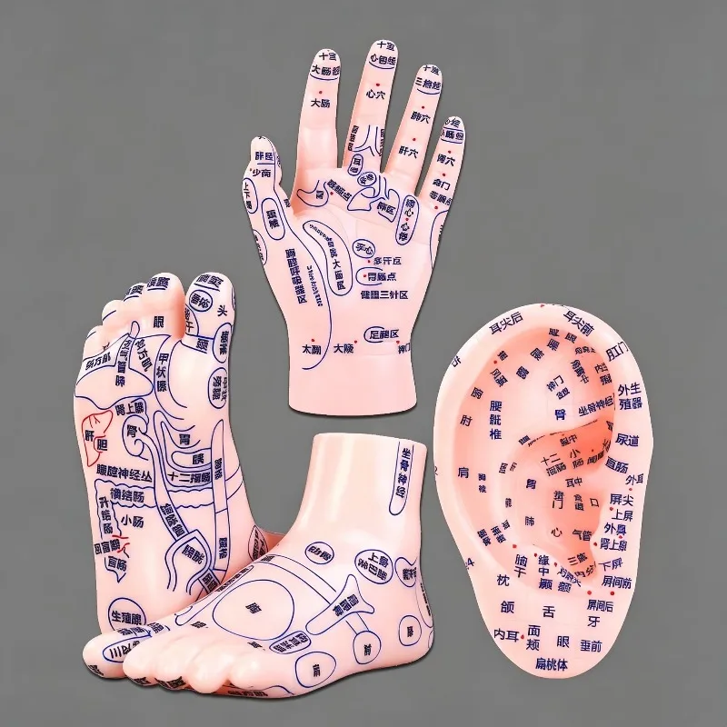 PVC Engraved 3Pcs Set Hand Foot Ear Model Acupoint Meridian Reflex Zone Acupuncture Massage TCM Teaching Training Display Tool