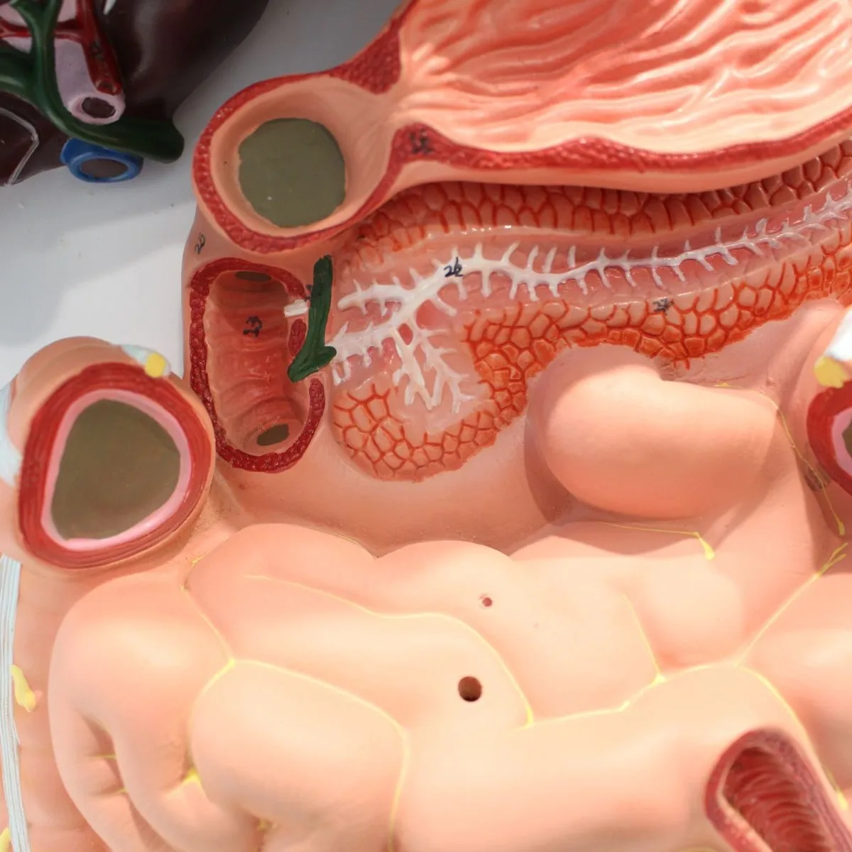 Human Digestive System Anatomical Model Biology Teaching Learning Display Model