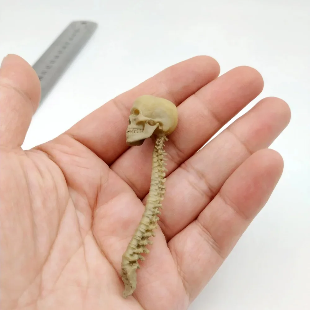 Collection 1/12 Scale PVC Human Skeleton Skull with Vertebra Model for 6in Action Figure Scene Accessory Toy