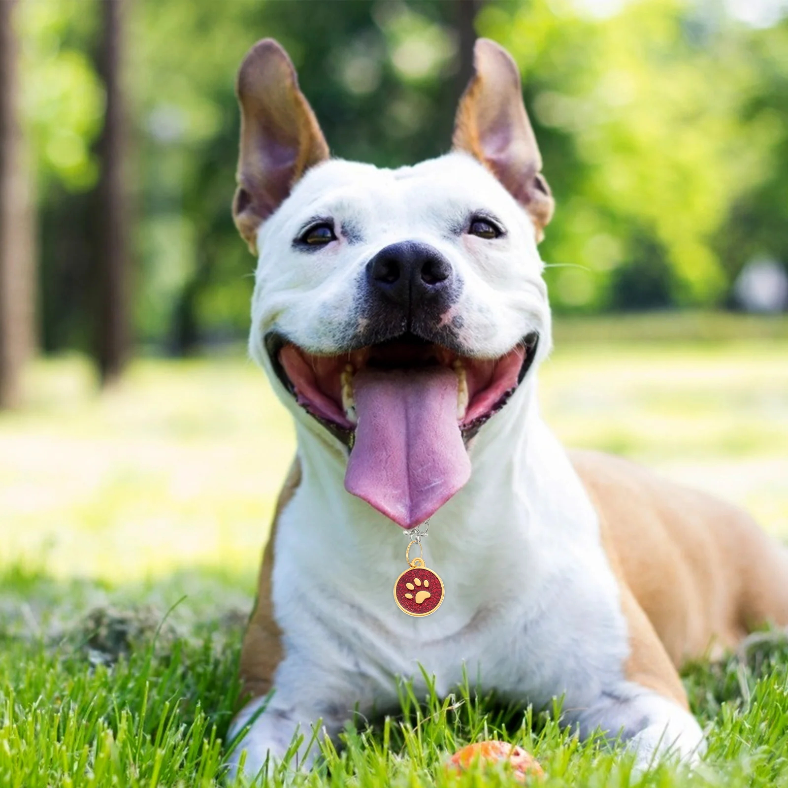 

6Pcs Metal Pet Tags Engraved Address Tag Durable Zinc Alloy Anti-Lost Hanging Label Collar Accessories Dog Id Tag