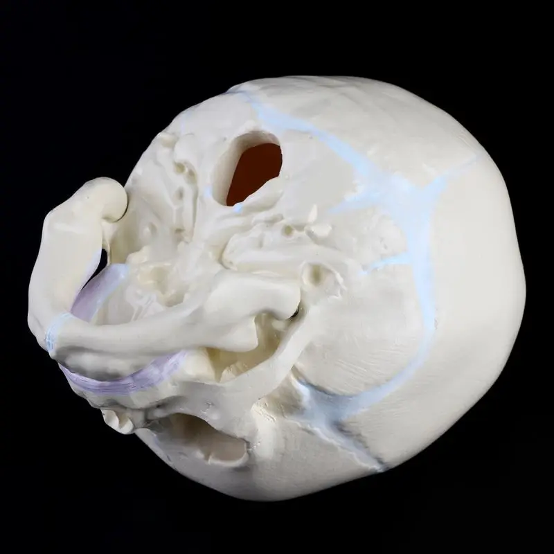 1: 1 Human Fetal Baby Infant Medical Skull Anatomical Skeleton Model Teaching Su H8WD