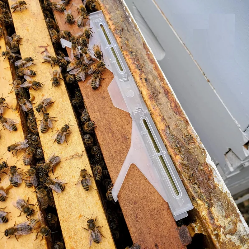 

Bee Hive Beetle Trap Beehive Beetle Blaster Trap for Hive Frame Trapping Beetles Beehive Beetle Baitable Trap Beekeeping Tools