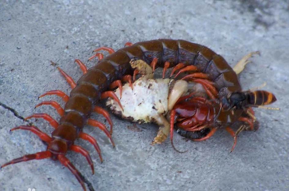 10A 30A 40A 50A 80A…