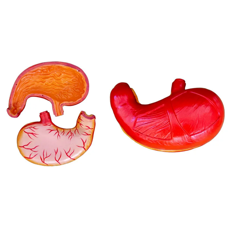 Medical Anatomical Human Digestive System Organs Stomach Anatomical Model
