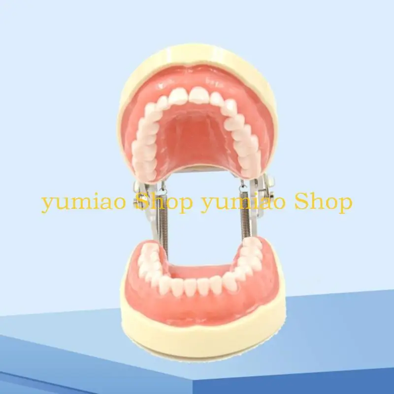 587B Teeth Model Teaching Model Soft Gums Removable 32 Teeth, for Dentistry Students