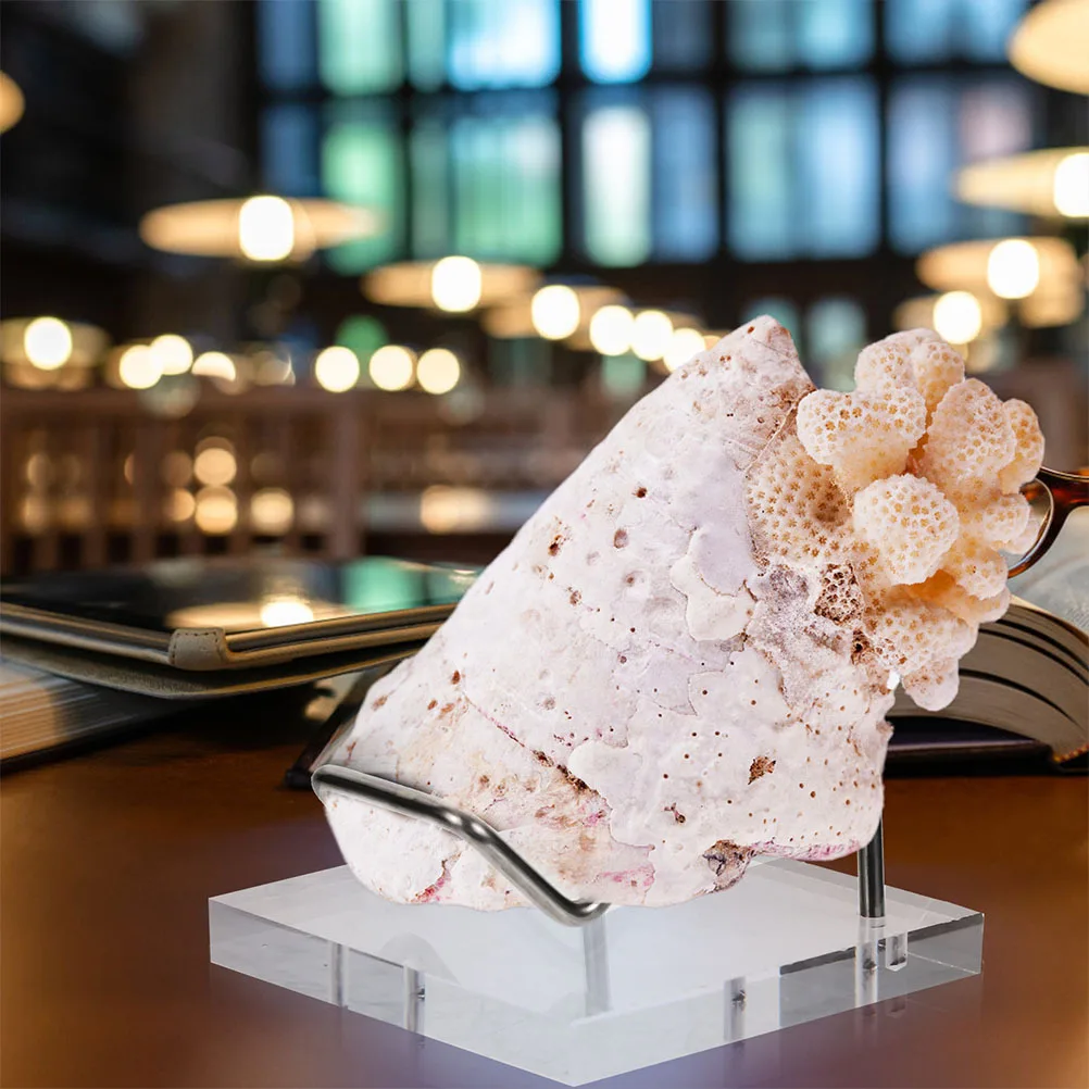 

2Pcs Sphere Display Stand Crystal Ball Holder Metal Base for Mineral Specimen Jewelry Showcase Decor Exhibition Display Stand