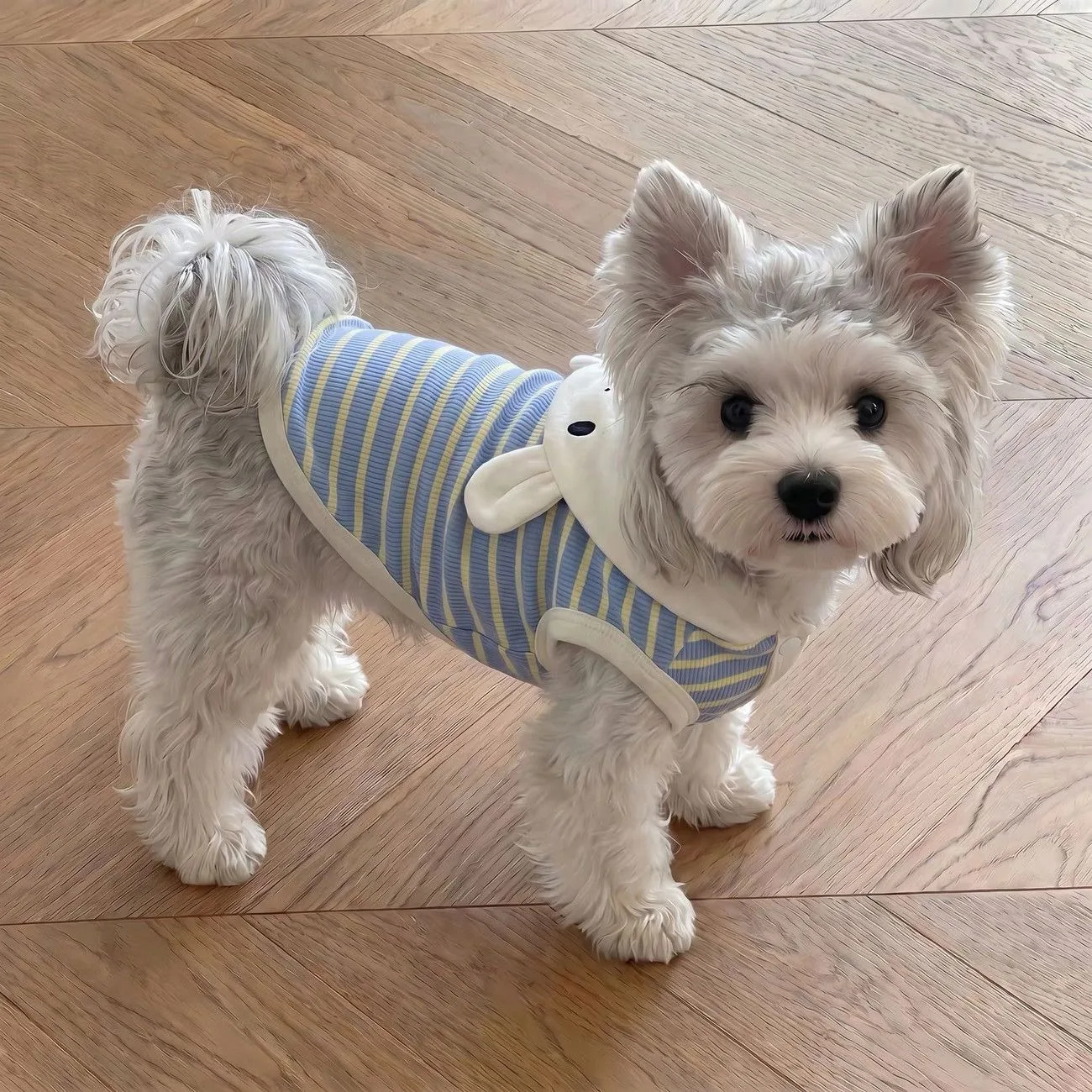 Classic Striped Dog T-Shirt for Small Breeds (Schnauzer, Yorkie) - Cute Cartoon Short Sleeve Summer Pet Apparel