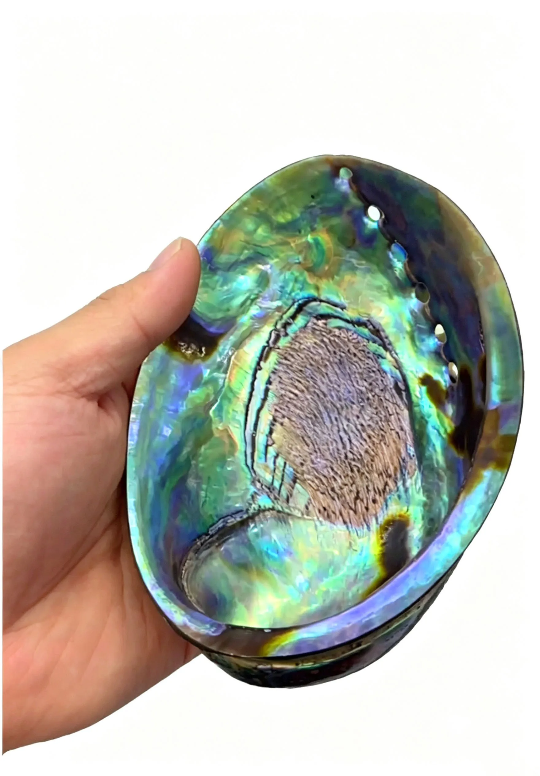 2 Pcs Huge 11-13CM Natural Green Rainbow Paua Abalone Shell, Polished Shell for Smudging Ritual Home Decor & Jewelry Making DIY
