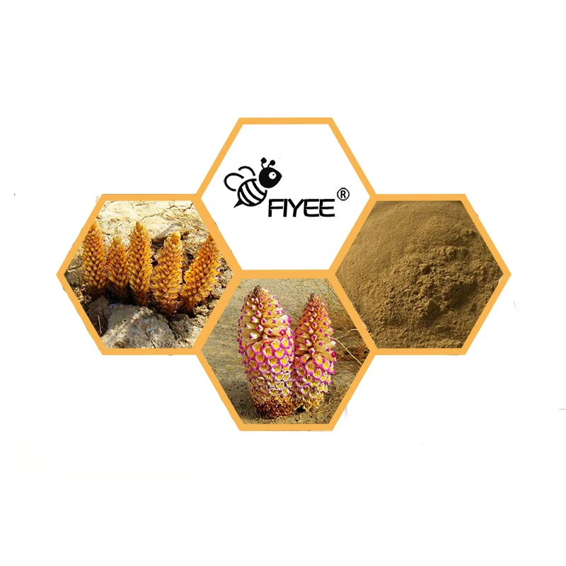 شحن مجاني 100-1000 جرام Cistanche Deserticola