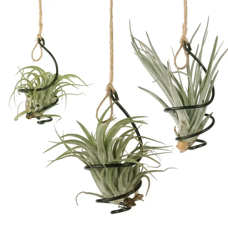 6/30ชิ้นตะขอแขวนสับปะรดแบบ tillandsia ขาตั้งกระถางดอกไม้แบบแขวนที่เก็บแบบแขวนเหล็ก