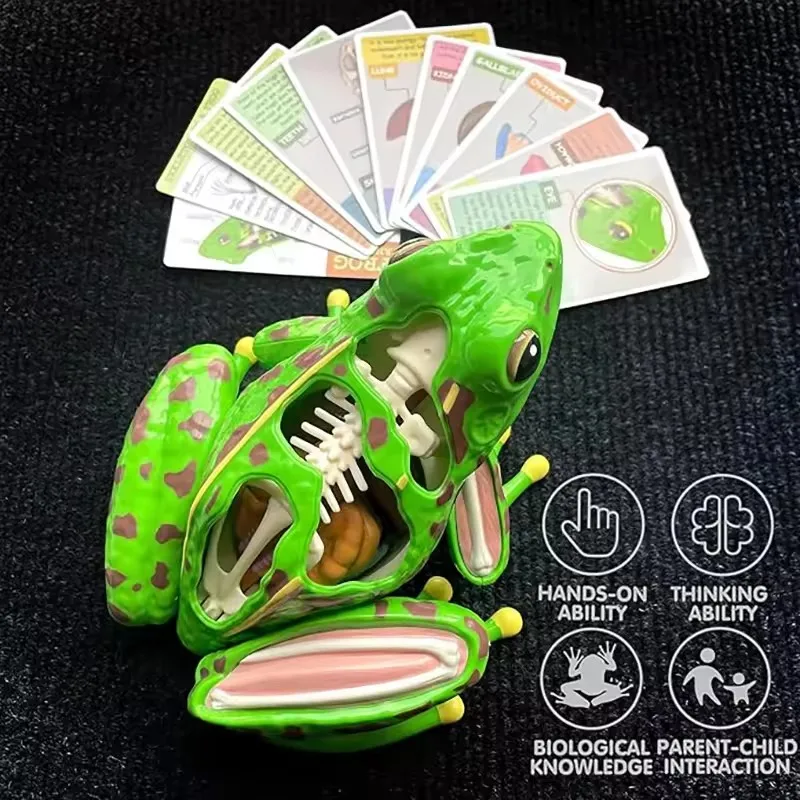 4D Frog Anatomy Model Montessori Toys Detachable Frog Organs STEM Biology Education Teaching Aid Early Learning Toy for Childre