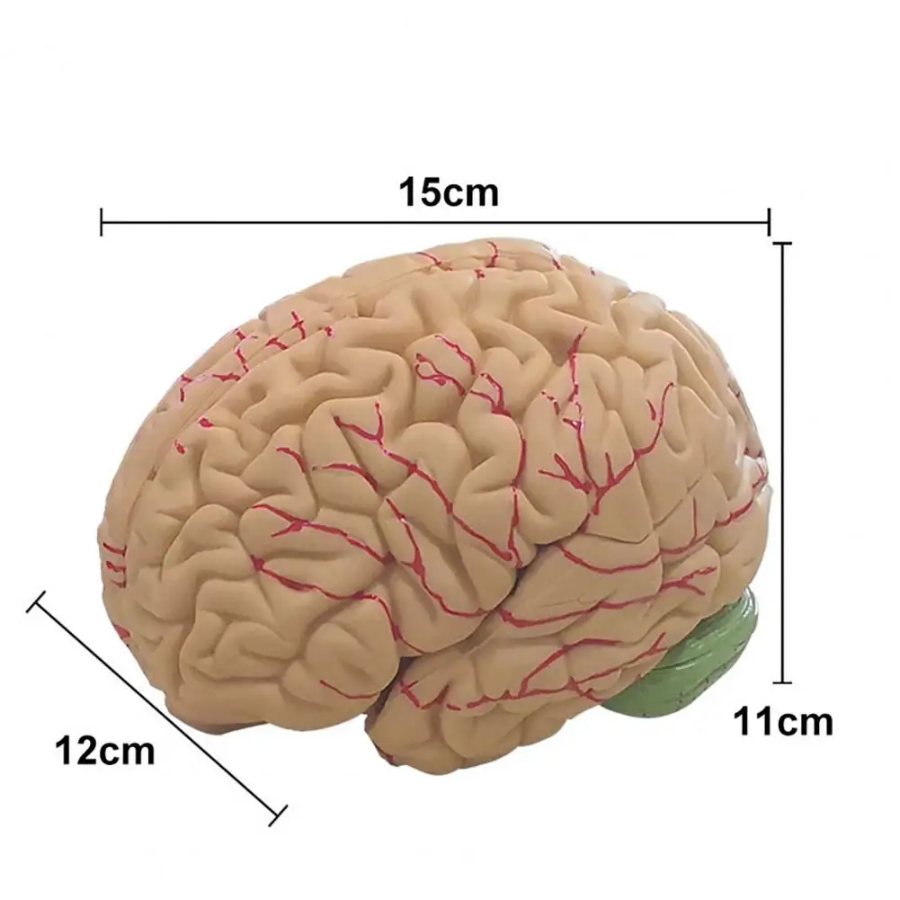 Simulation PVC Human Brain Model 8-Part Life-size Anatomy Teaching Tool for Classroom