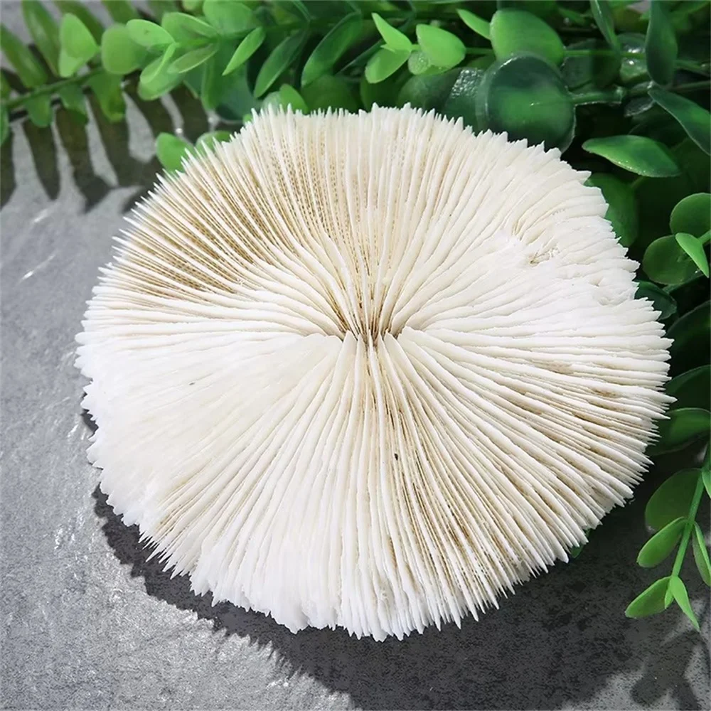 Wholesale high quality white coral specimen reiki healing crystal quartz rough stone for decoration