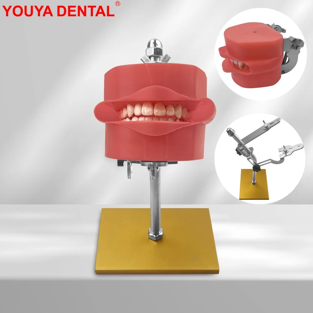 

Simple Dental Simulator Head Model Unit Phantom On Table Manikin Head With Stand Practice Training Teaching Dentistry Equipment