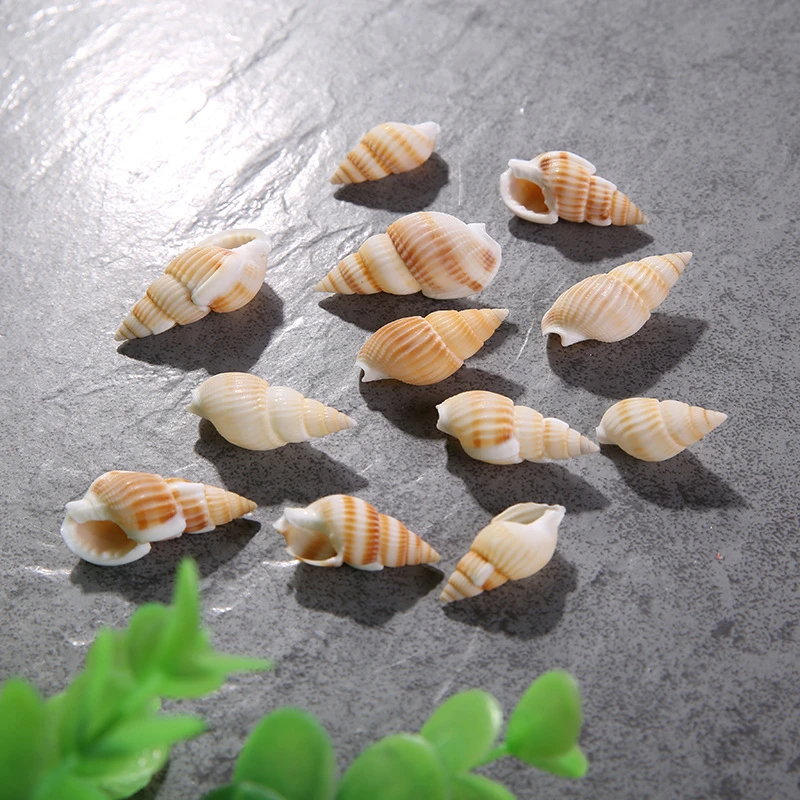 

Natural Ocean Yellow Rice Snail, Sea Conch Shells, Home Decoration, Fish Tank Aquarium Ornaments, 1-2.5cm, 10Pcs per Lot