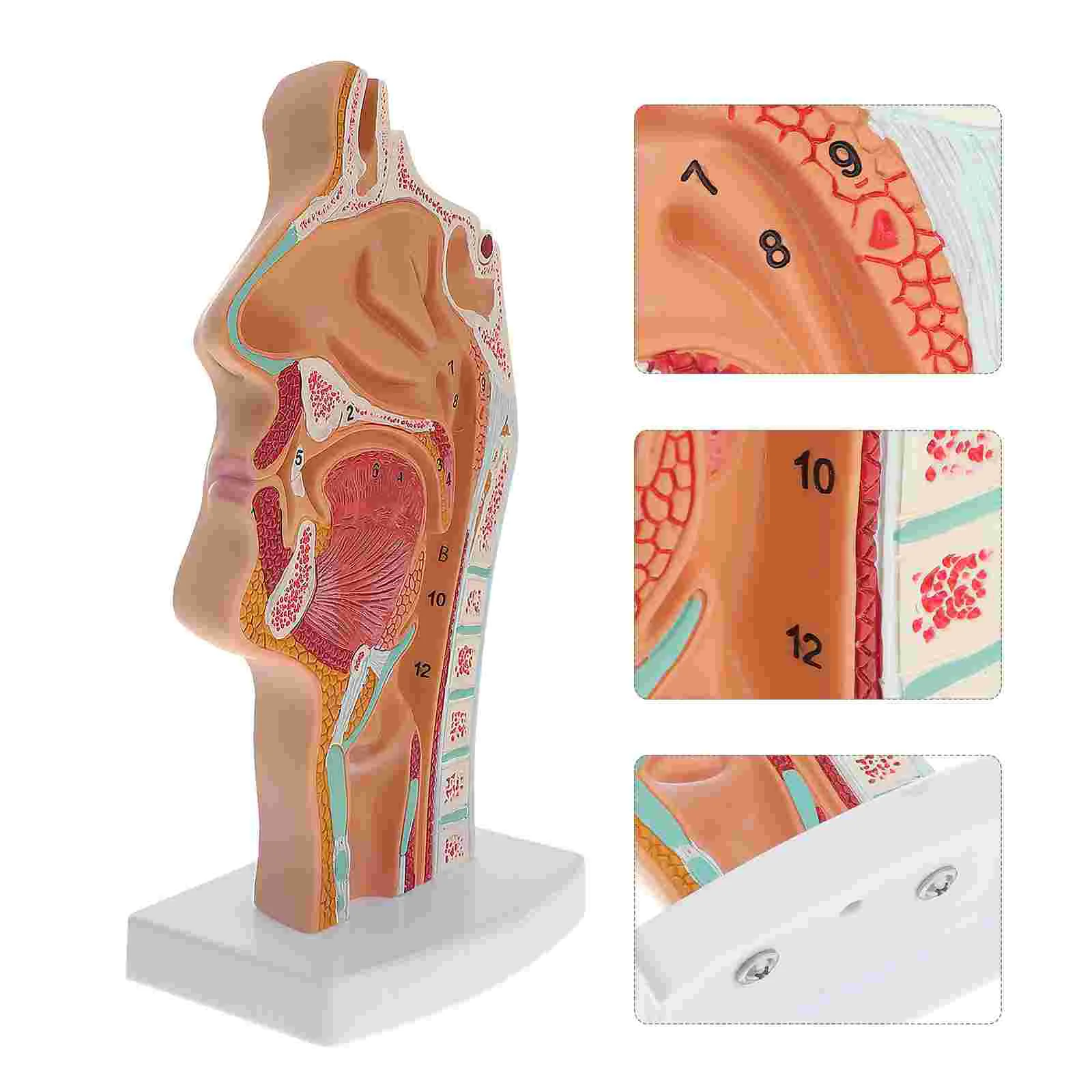 

Human Nasal Cavity Oral Doctors Office Educational Model Normal Larynx and Pharynx Anatomy for Medical Students