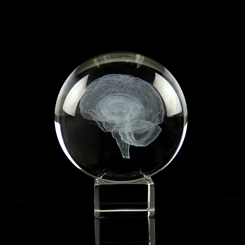 Brain Crystal Ball 3D Laser Engraved Human Organ Cerebrum Model Decoration Ball Home Decor Medical Science Gifts