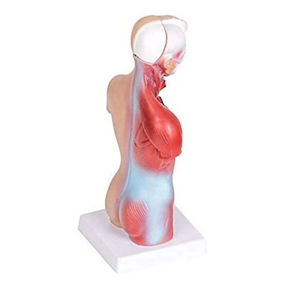 Anatomy Model 11 Inch Human Torso Body Heart Brain Skeleton School Educational Tool