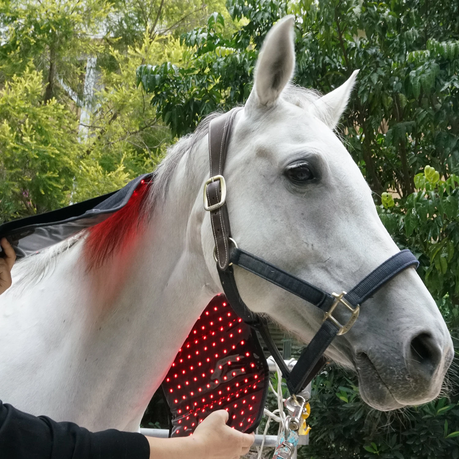 660nm 850nm Infrared Red Light Therapy KingBrite Led Grow Horse Accessories Horse Care Products