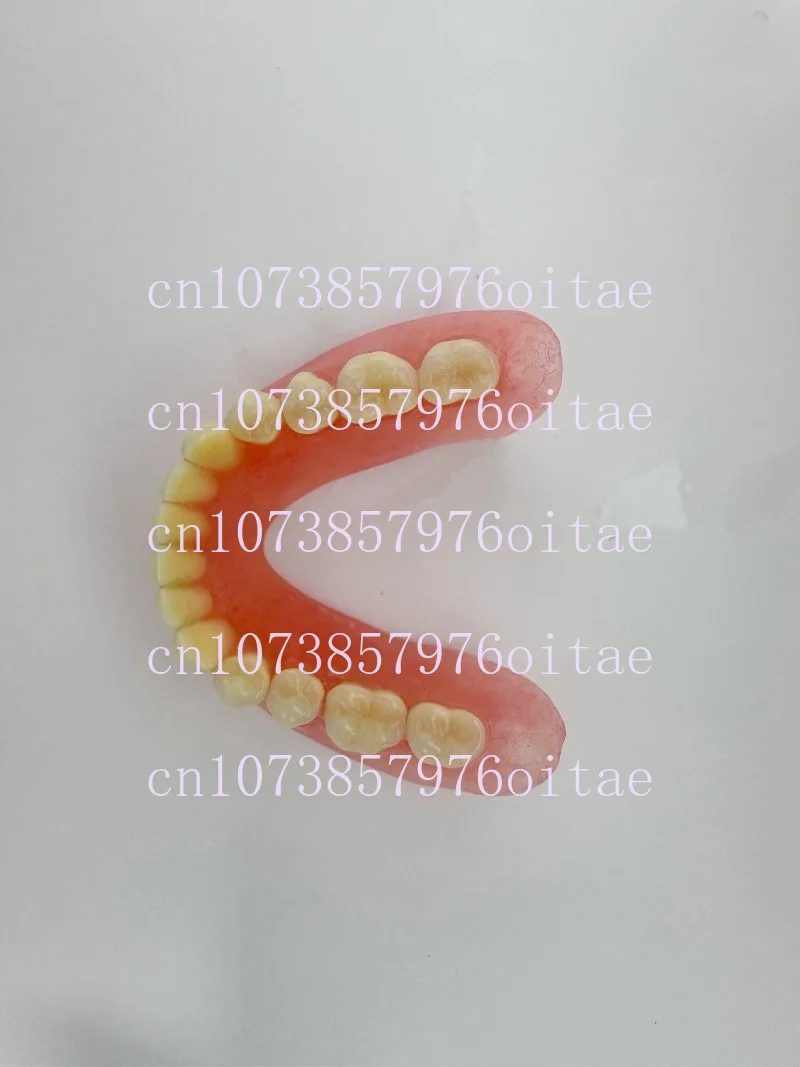 Full Senior Teeth Full Teeth Model Display Supplies Full Dentures Removable Dentures Prosthodontics Dental Student Training