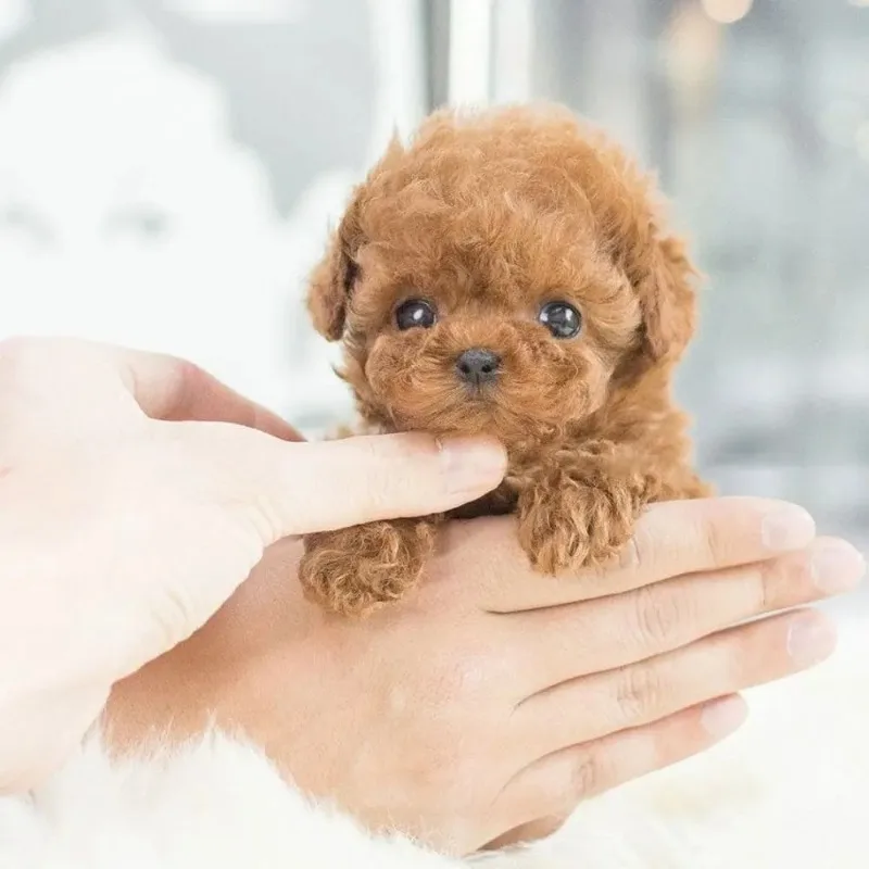 brinquedo-eletrico-de-pelucia-para-cachorro-de-brinquedo-quente-andando-sera-chamado-de-cachorro-de-estimacao-inteligente-presente-de-aniversario-infantil-pokemon-pelucia-kawaii