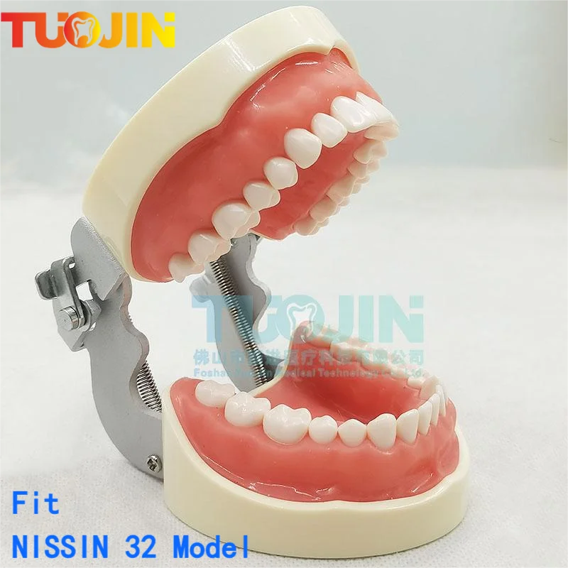 Dental Model Training Typodont 32PCS Teeth Model For Dental Technician Practice Teaching Gum Teeth Jaw Model Dentistry Equipment