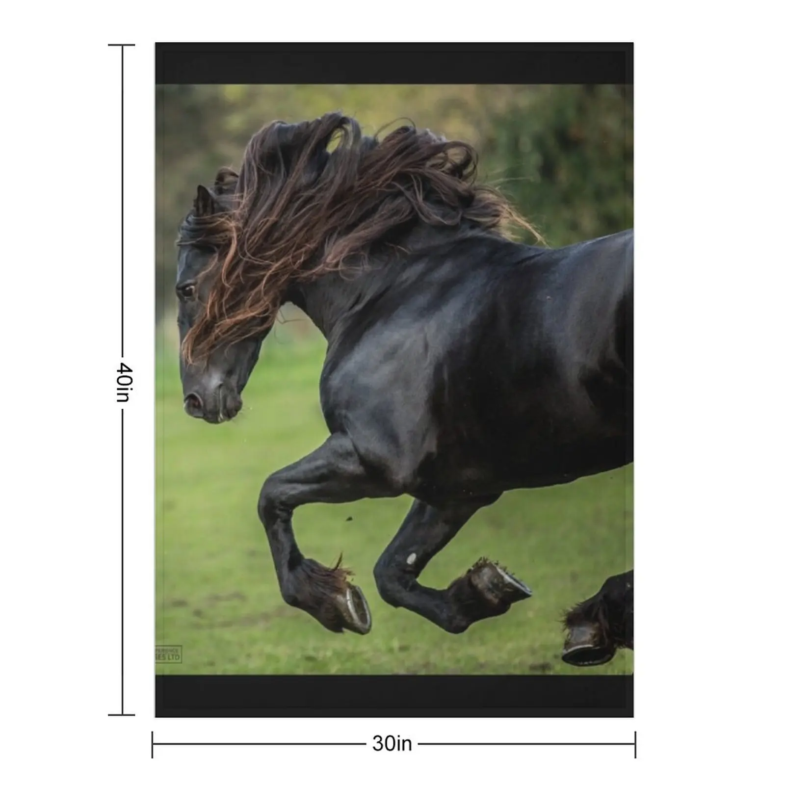 The Friesian Experience - Beautiful Black Beauty Friesian Horses Throw Blanket Personalized Gift Polar Bed Travel Blankets