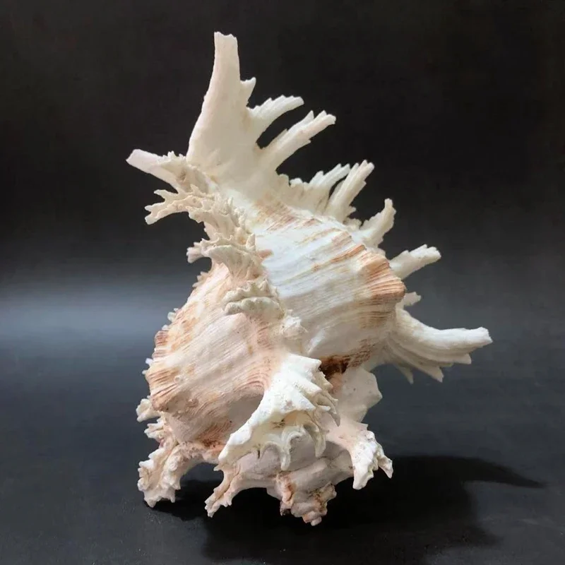 Natural Conch Shell White Thousand Hand Snail Home Window Floor Decoration Fish Tank Landscaping Aquarium